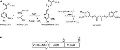 Engineering Curcumin Biosynthesis in Poplar Affects Lignification and Biomass Yield